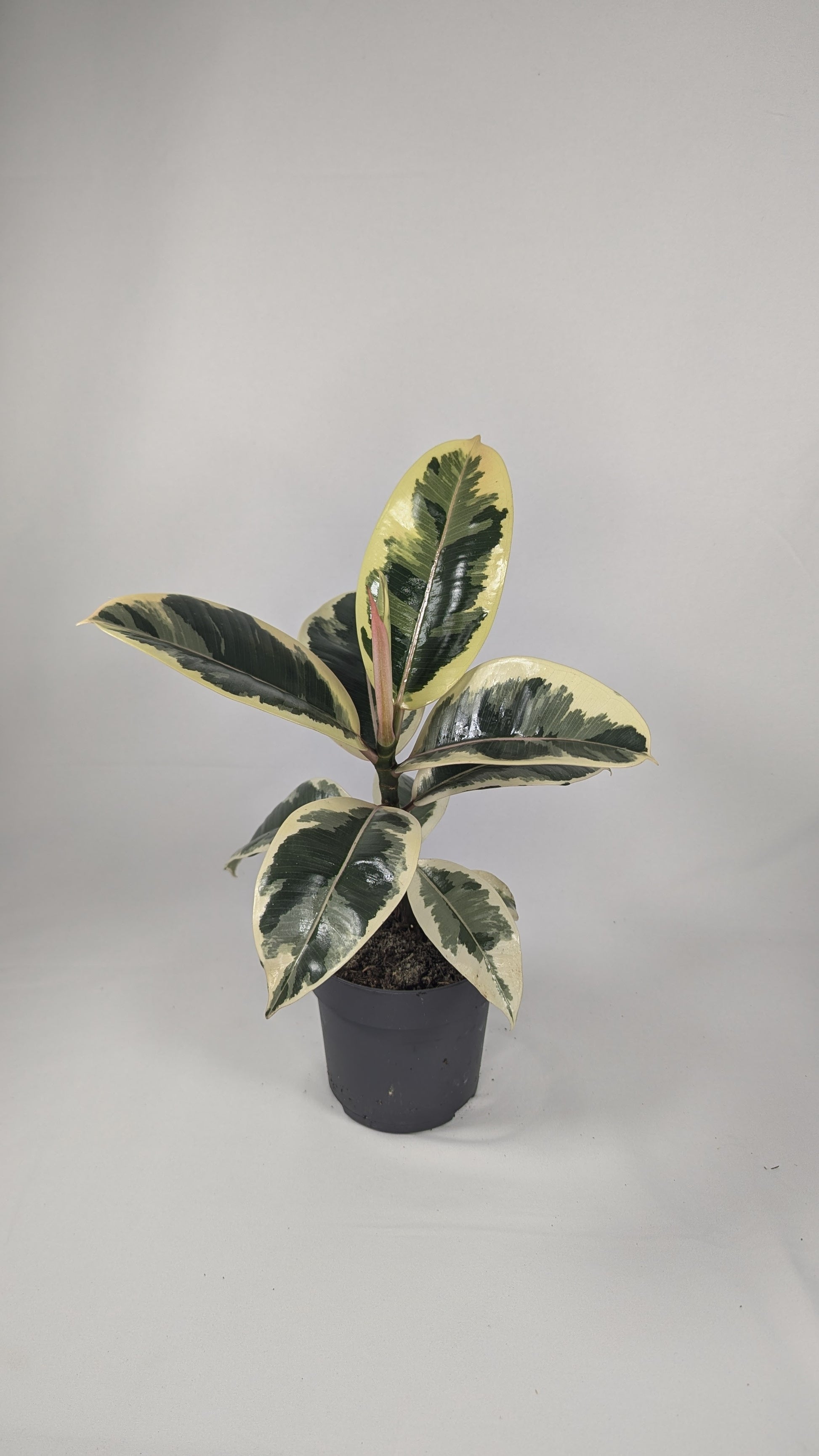 30 - 40cm Ficus Elastica Tineke 12cm Pot