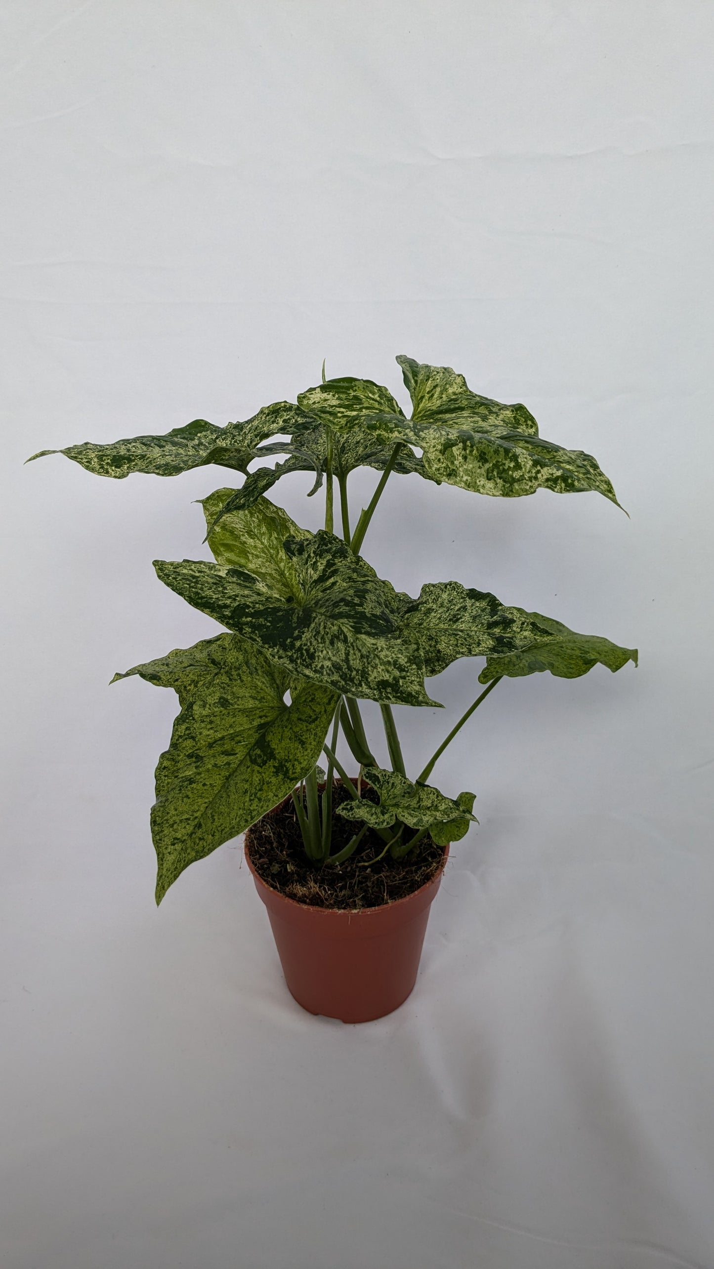 Syngonium Mottled Mojito