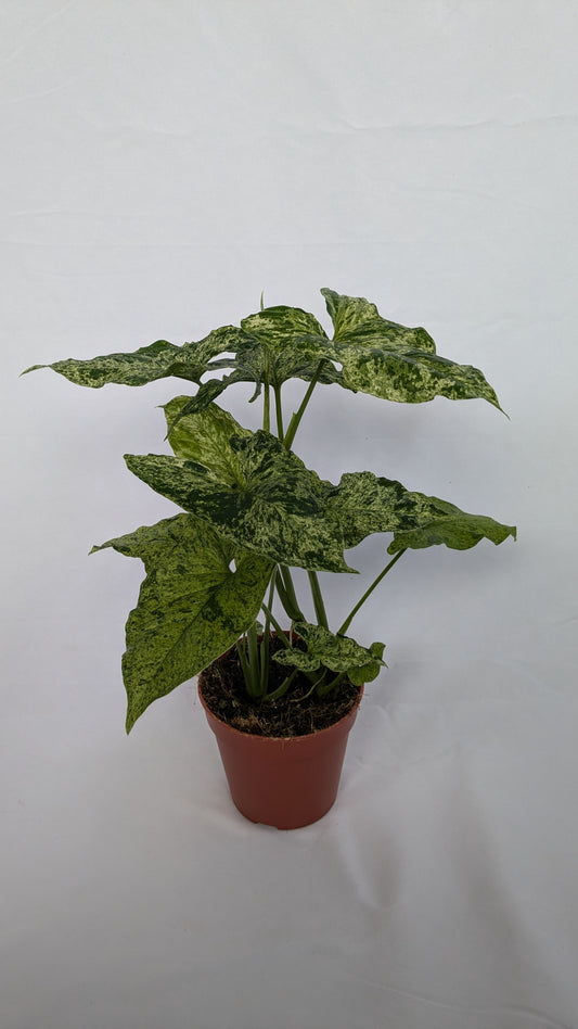Syngonium Mottled Mojito