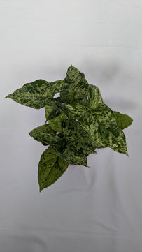 25 - 40cm Syngonium Mottled Mojito 12cm Pot
