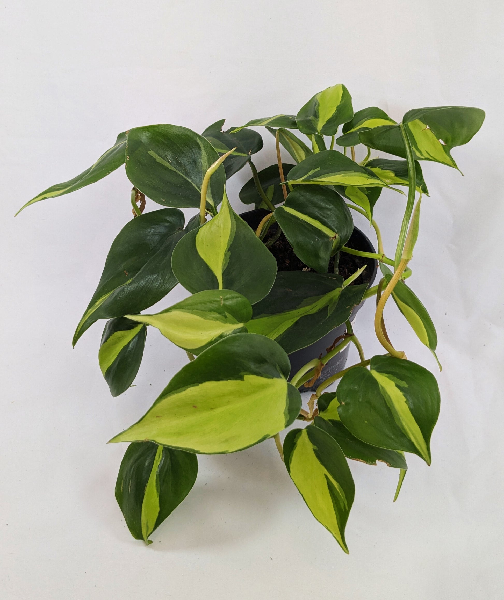 philodendron brasil uk 20
