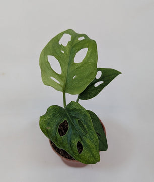 Monstera Mint Adansonii Cheese House Plant 6cm Pot