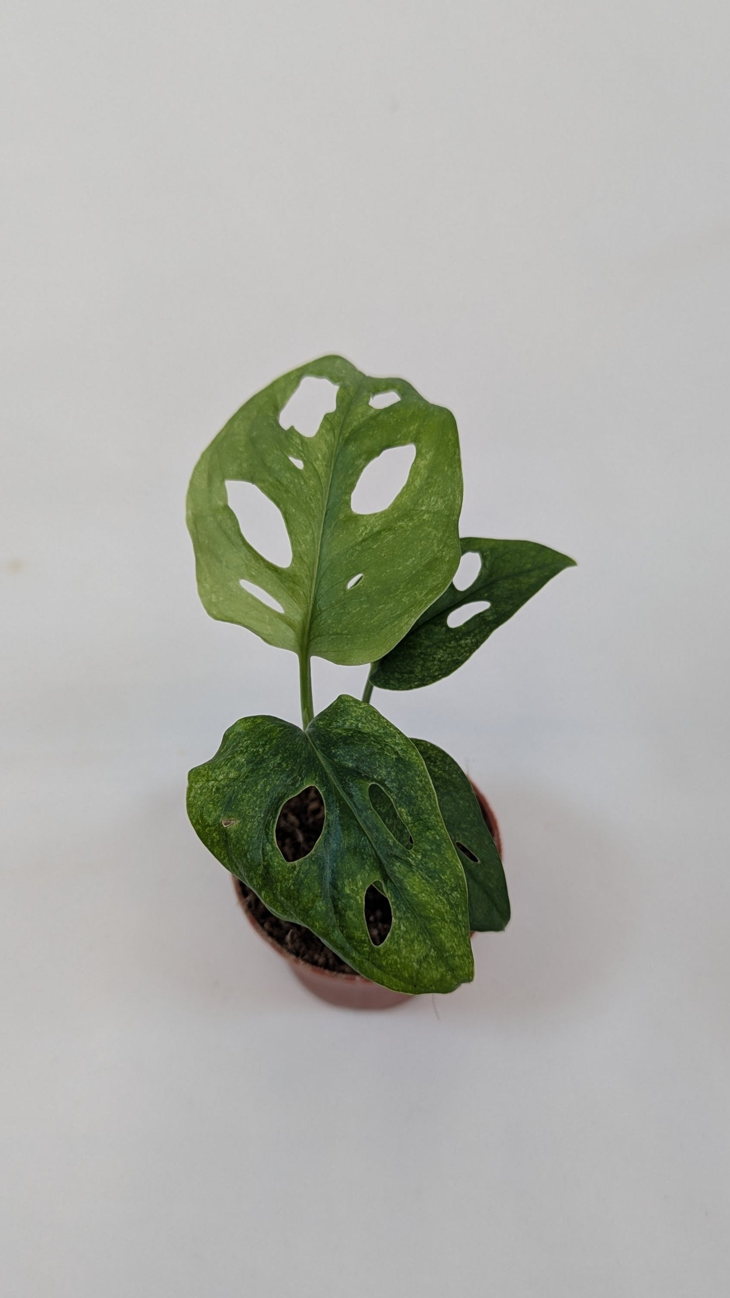 Monstera Mint Adansonii Cheese House Plant 6cm Pot