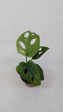 Monstera Mint Adansonii Cheese House Plant 6cm Pot