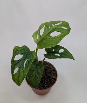 Monstera Mint Adansonii Cheese House Plant 6cm Pot