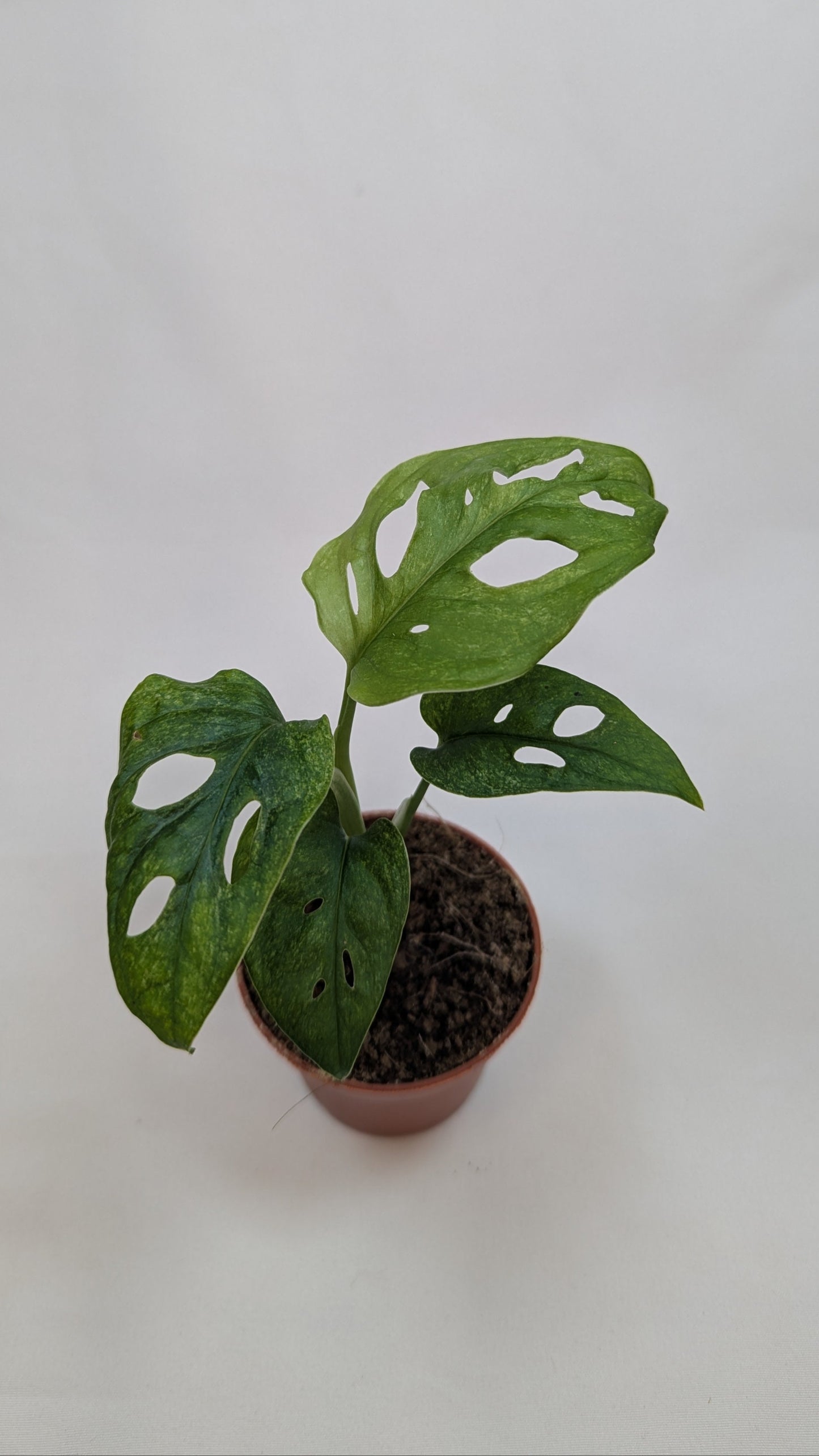 Monstera Mint Adansonii Cheese House Plant 6cm Pot