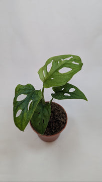 Monstera Mint Adansonii Cheese House Plant 6cm Pot