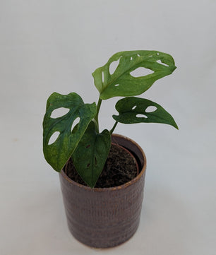 Monstera Mint Adansonii Cheese House Plant 6cm Pot