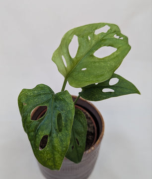 Monstera Mint Adansonii Cheese House Plant 6cm Pot