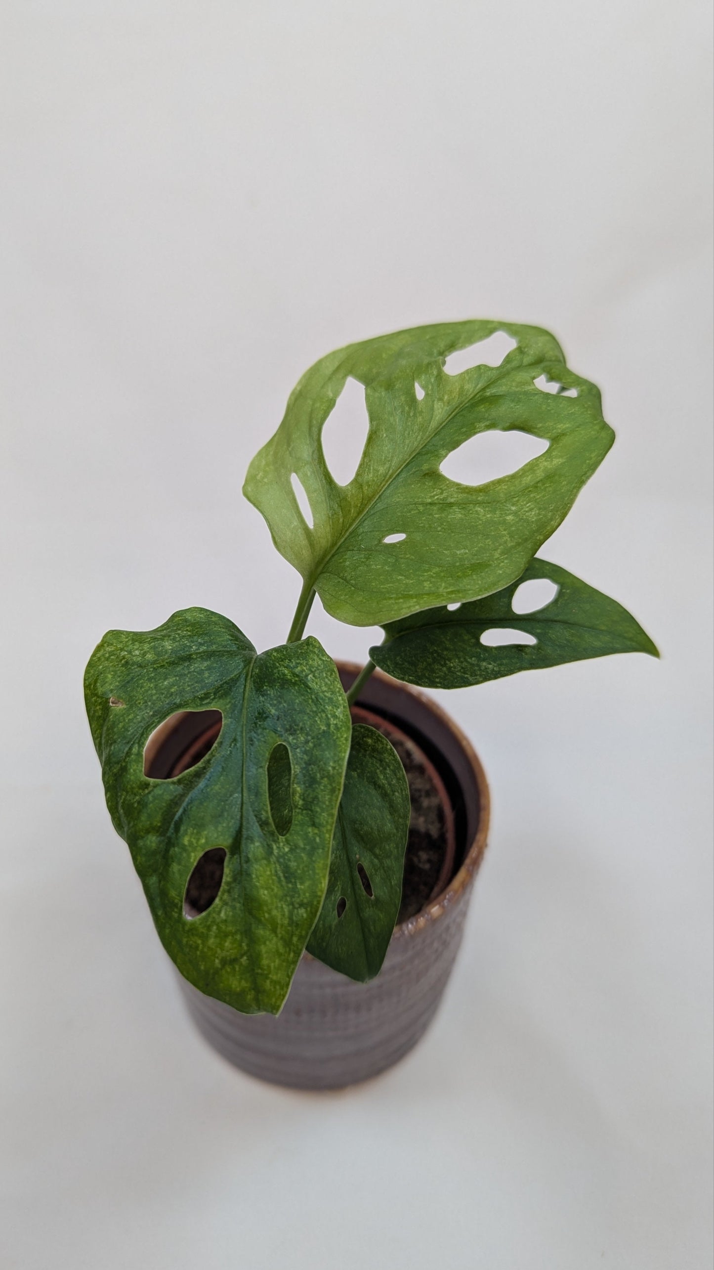 Monstera Mint Adansonii Cheese House Plant 6cm Pot