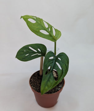 Monstera Mint Adansonii Cheese House Plant 6cm Pot