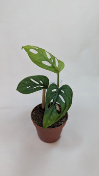 Monstera Mint Adansonii Cheese House Plant 6cm Pot