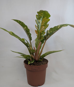 Philodendron Ring of Fire 12Ø 25cm