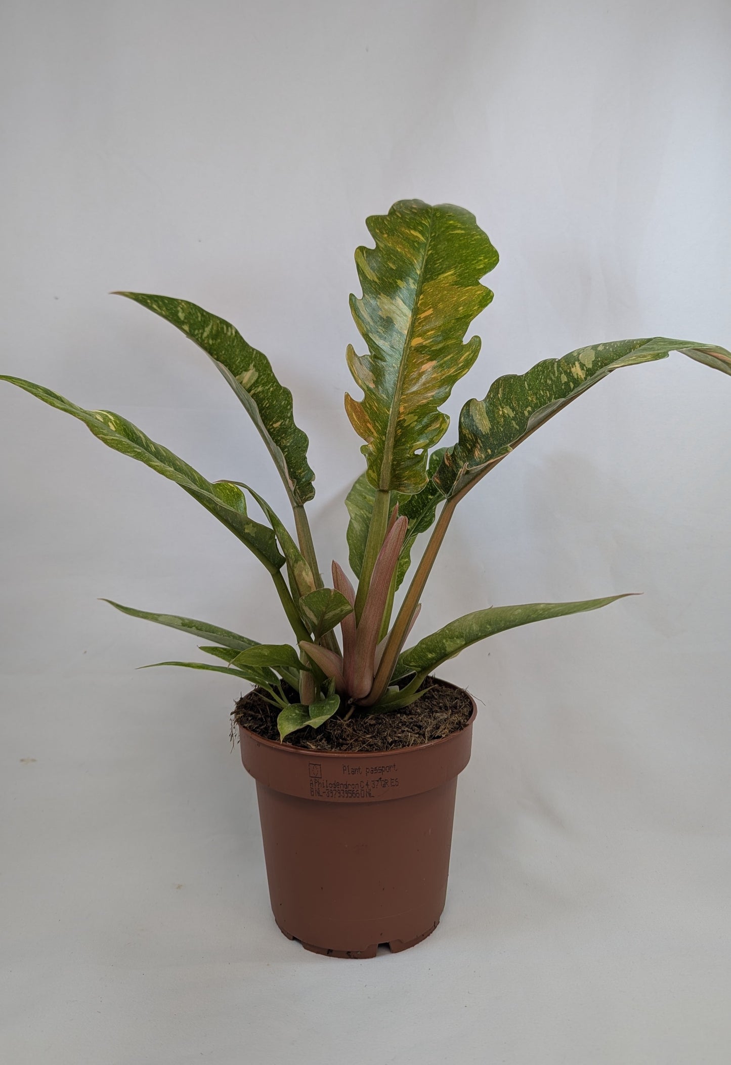 Philodendron Ring of Fire 12Ø 25cm