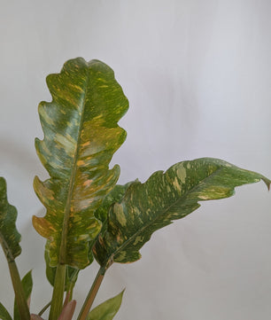 Philodendron Ring of Fire 12Ø 25cm