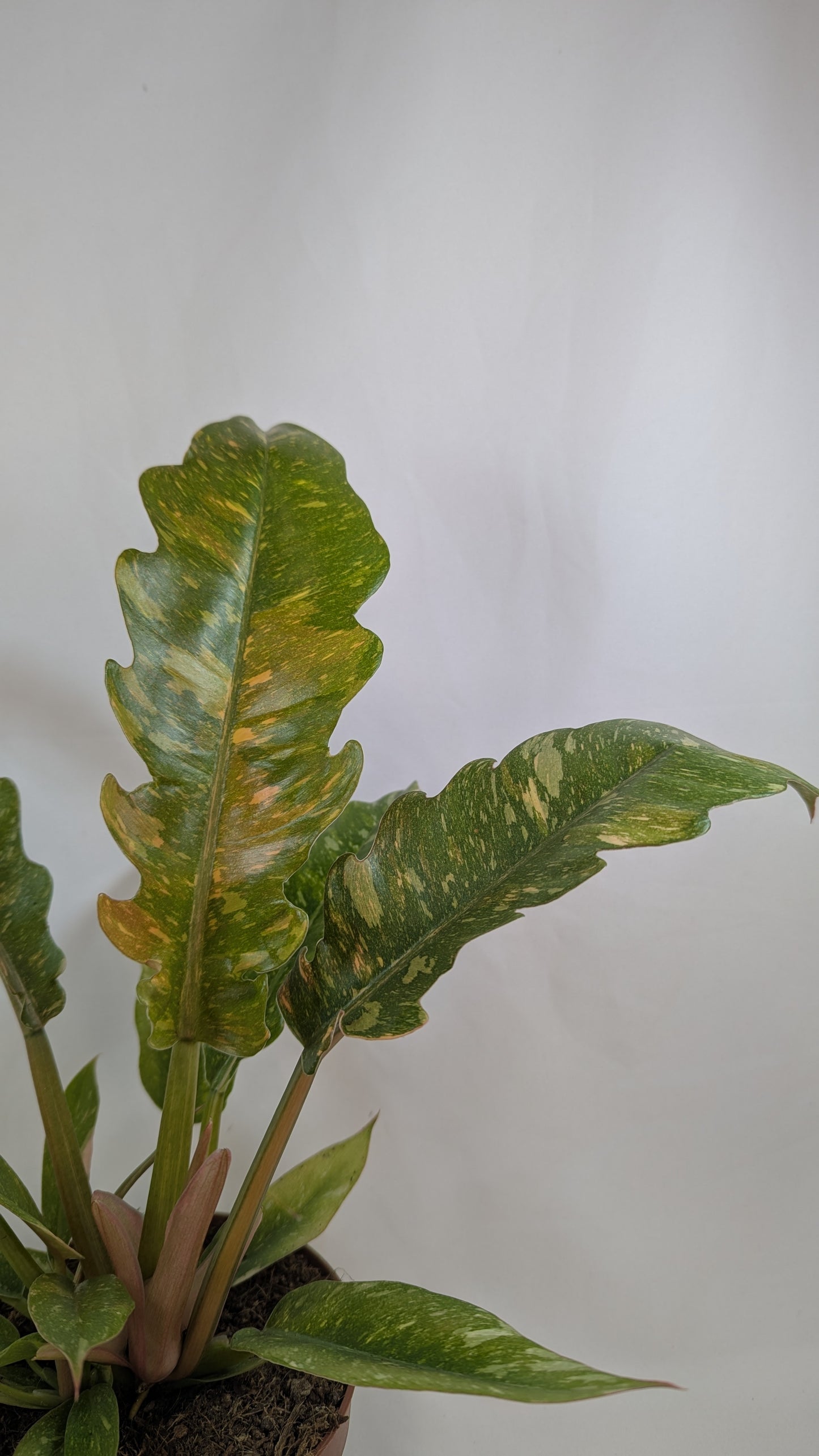 Philodendron Ring of Fire 12Ø 25cm