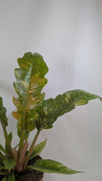Philodendron Ring of Fire 12Ø 25cm