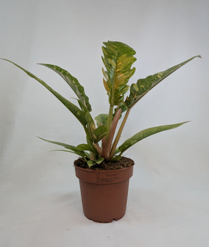 Philodendron Ring of Fire 12Ø 25cm