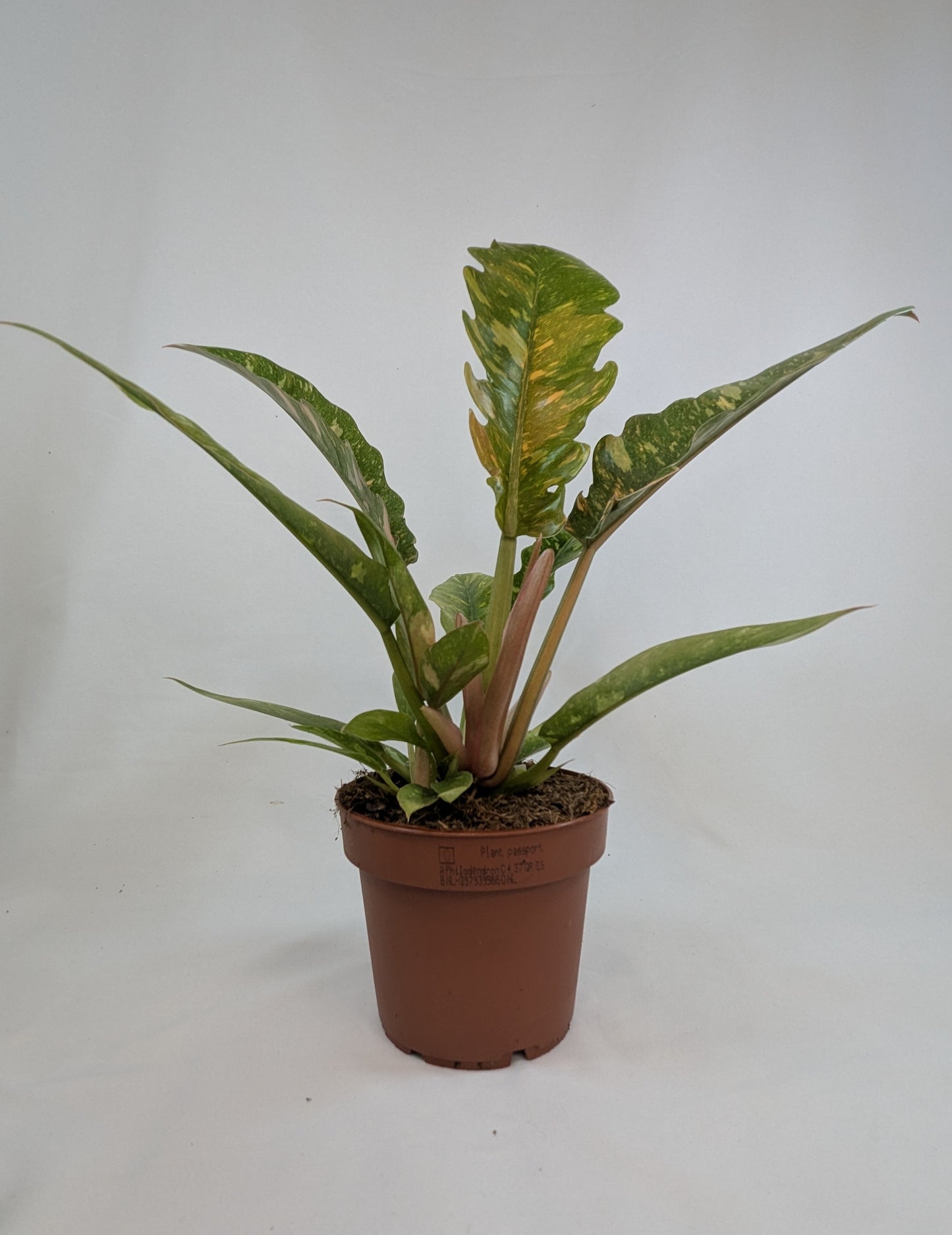 Philodendron Ring of Fire 12Ø 25cm