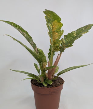 Philodendron Ring of Fire 12Ø 25cm