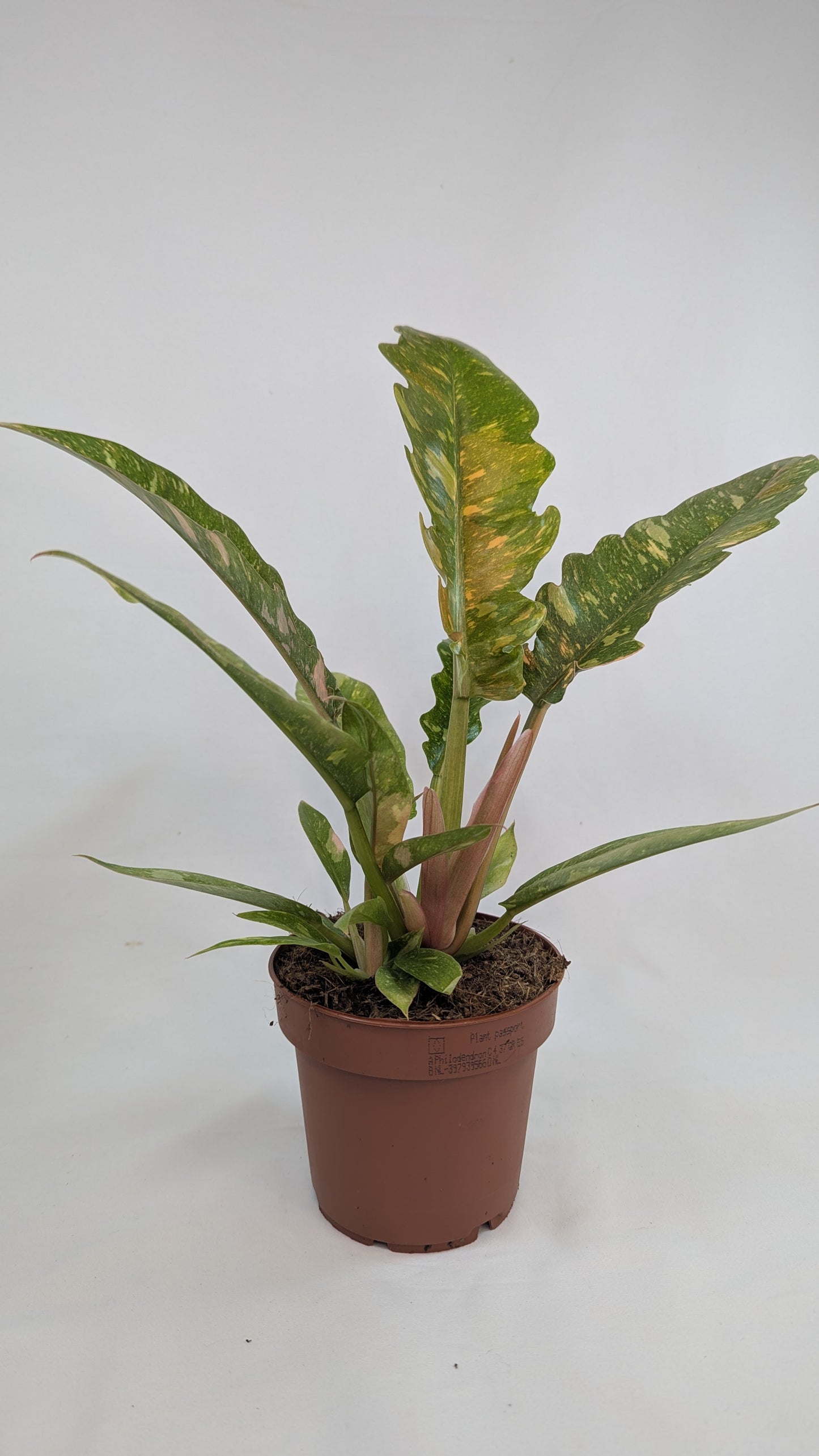 Philodendron Ring of Fire 12Ø 25cm