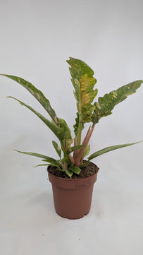 Philodendron Ring of Fire 12Ø 25cm