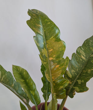 Philodendron Ring of Fire 12Ø 25cm