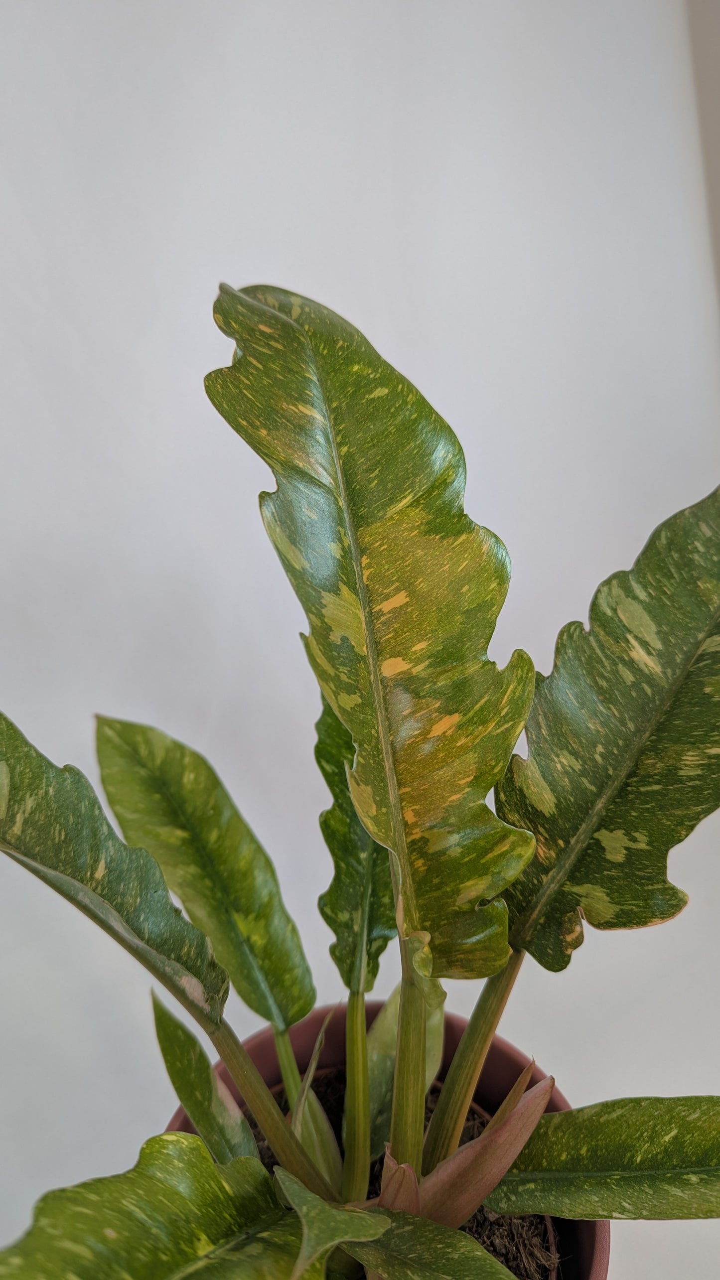 Philodendron Ring of Fire 12Ø 25cm