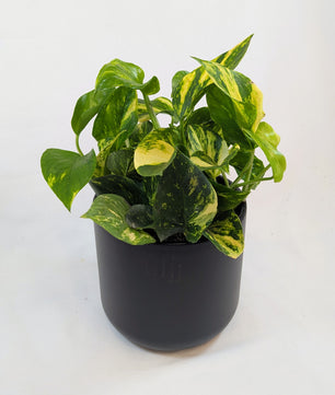 25cm Epipremnum Gold N'Joy Pothos 12cm Pot
