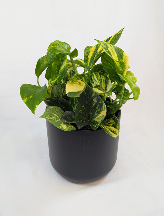 25cm Epiprenmun Gold NJoy 12cm Pot House Plant