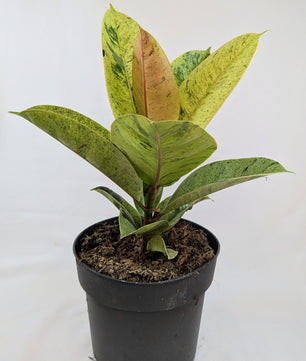 35 - 50cm Ficus Shivereana Moonshine 17cm Pot House Plant