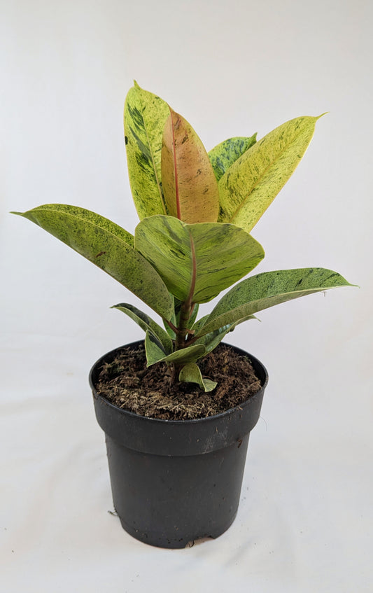 35 - 50cm Ficus Shivereana Moonshine 17cm Pot House Plant