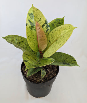 35 - 50cm Ficus Shivereana Moonshine 17cm Pot House Plant