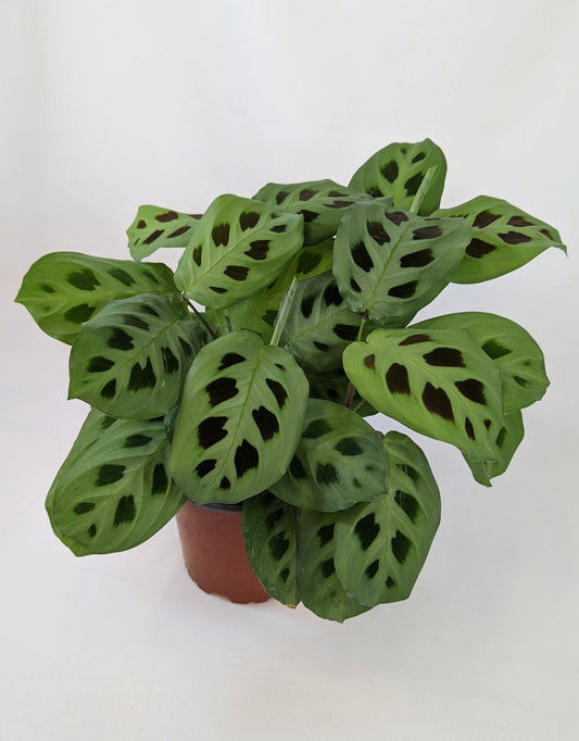 Maranta Leuconeura Kerchoveana 12cm Pot House Plant