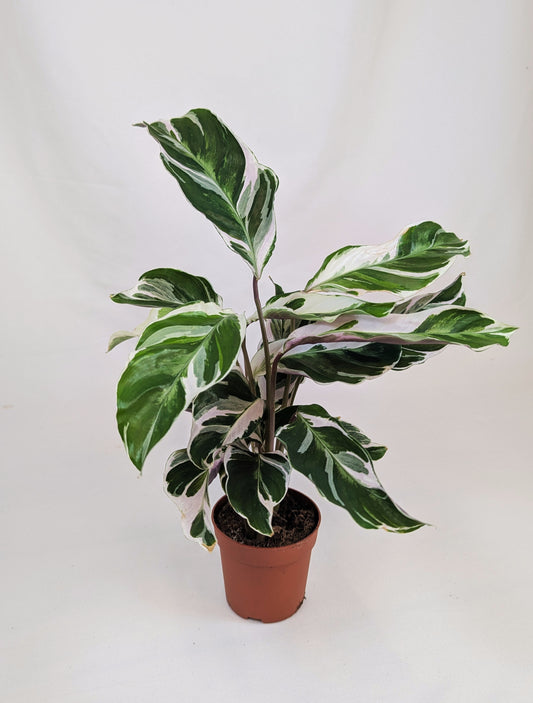 Calathea White Fusion Prayer Plant House Plant 7cm Pot