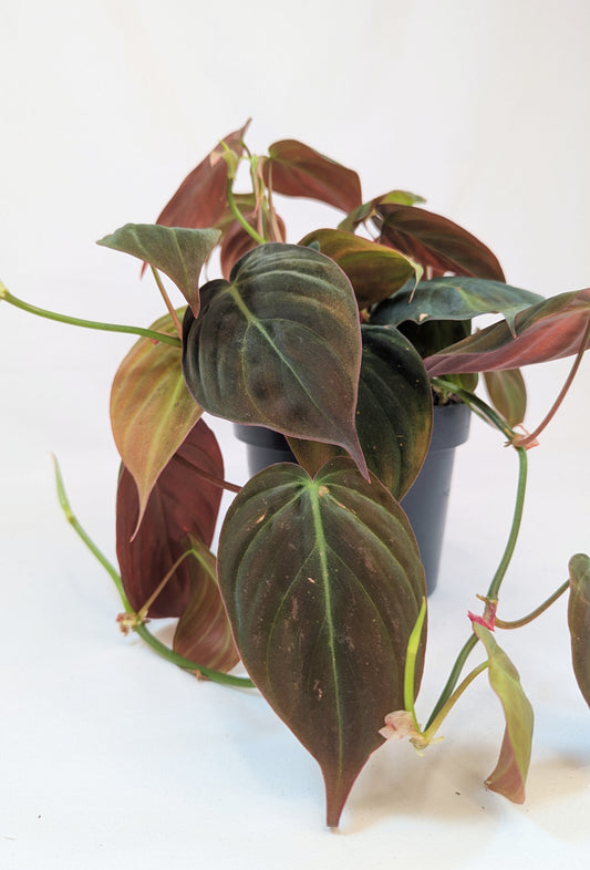 25cm Philodendron Mican 12cm Pot House Plant