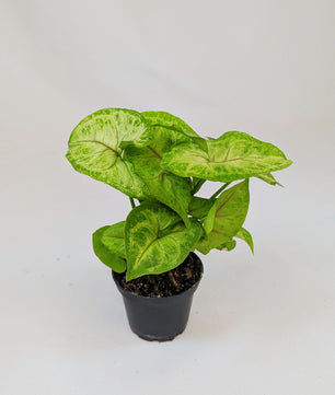 Syngonium White Butterfly 5.5cm Pot Houseplant