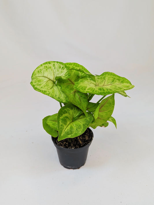 Syngonium White Butterfly 5.5cm Pot Houseplant
