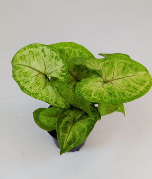 Syngonium White Butterfly 5.5cm Pot Houseplant
