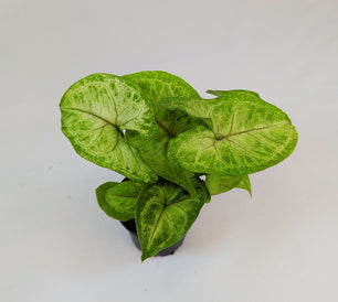 Syngonium White Butterfly 5.5cm Pot Houseplant