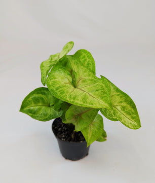 Syngonium White Butterfly 5.5cm Pot Houseplant
