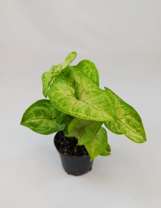 Syngonium White Butterfly 5.5cm Pot Houseplant