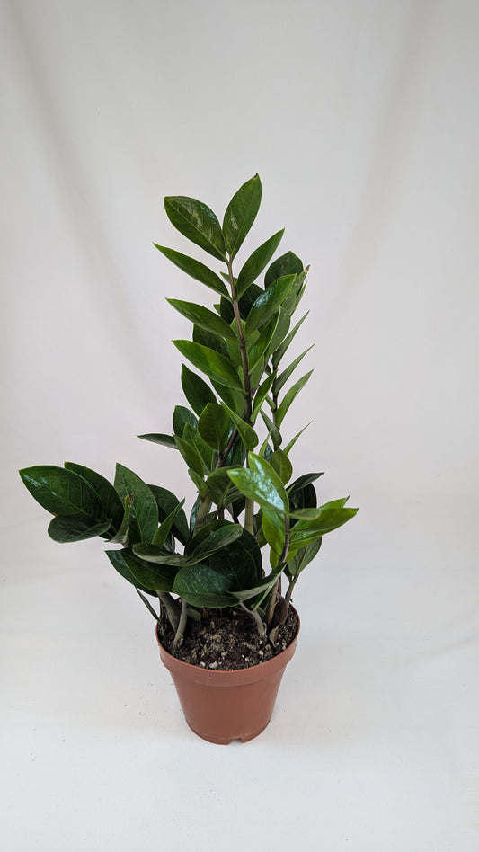 Zamioculcas Zamifolia 12Ø 40cm