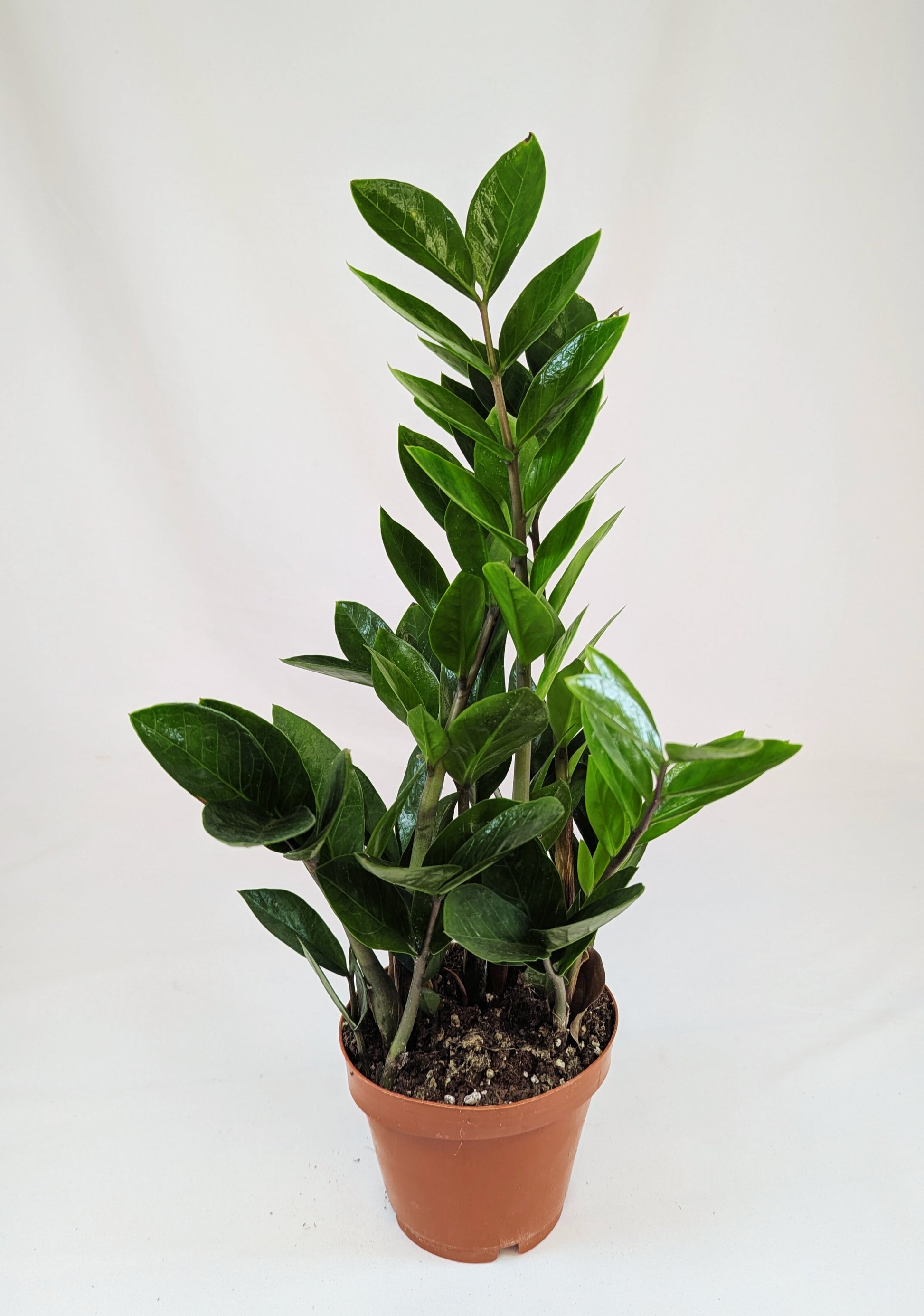 Zamioculcas Zamifolia 12Ø 40cm