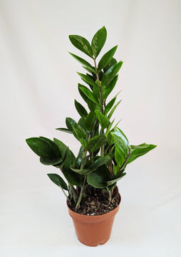 Zamioculcas Zamifolia 12Ø 40cm