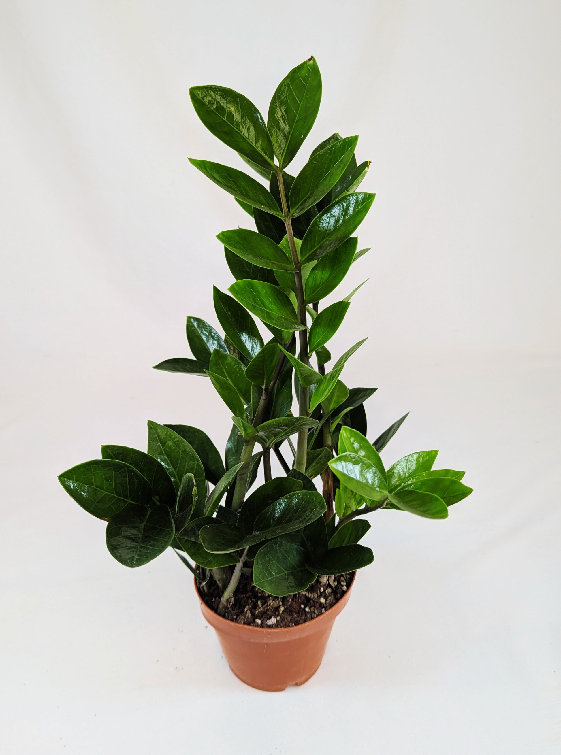 Zamioculcas Zamifolia 12Ø 40cm