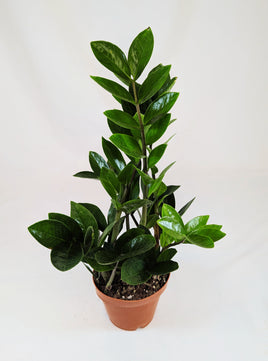 Zamioculcas Zamifolia 12Ø 40cm