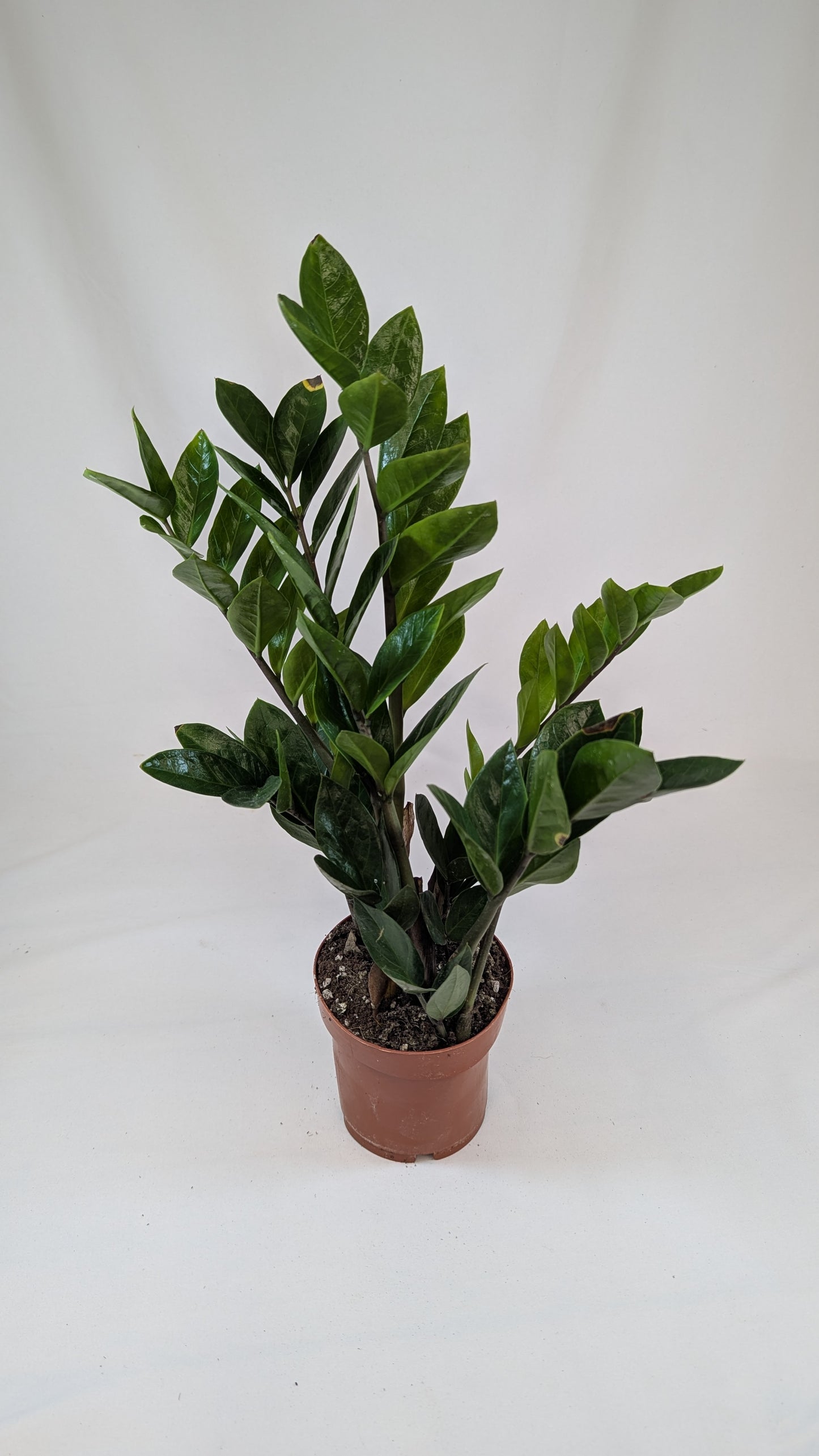 Zamioculcas Zamifolia 12Ø 40cm