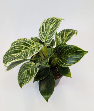 Philodendron White Birkin 12cm Pot Houseplant