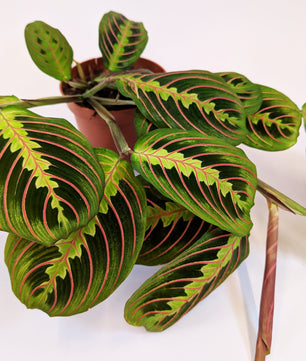 Maranta Leuconeura Fascinata 12cm Pot House Plant